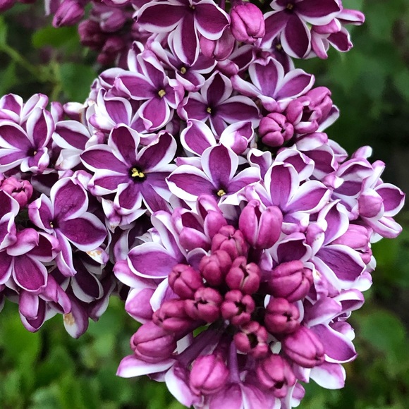 Meet your Posher, Stephanie - Picture 1 of 1